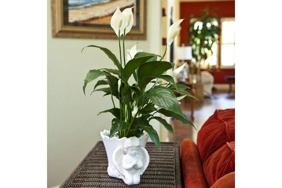 調(diào)溫除濕機(jī)產(chǎn)品說明.調(diào)溫除濕機(jī)怎么挑選