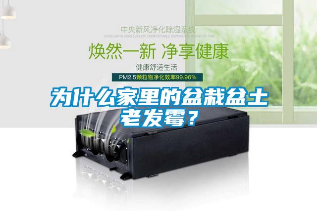 為什么家里的盆栽盆土老發(fā)霉？