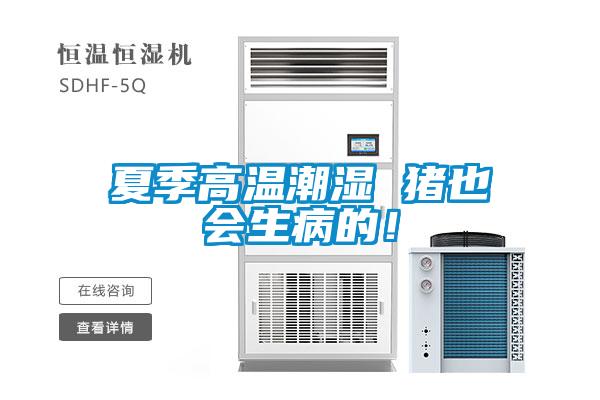 夏季高溫潮濕 豬也會(huì)生病的！