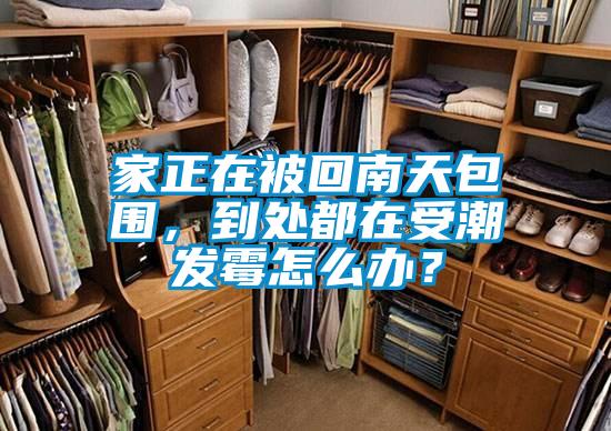 家正在被回南天包圍，到處都在受潮發(fā)霉怎么辦？