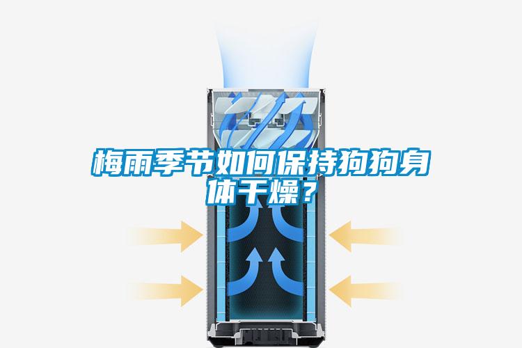 梅雨季節(jié)如何保持狗狗身體干燥？