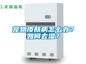 常見問(wèn)題寵物皮膚病怎么辦？如何去濕？