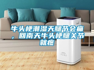 行業(yè)新聞牛頭梗潮濕天腿節(jié)會痛，回南天牛頭梗腿關(guān)節(jié)就疼