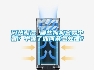 常見問題悶熱潮濕 哪些狗狗容易中暑？中暑了如何緊急處理？